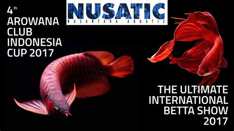 Betta Fish Contests .